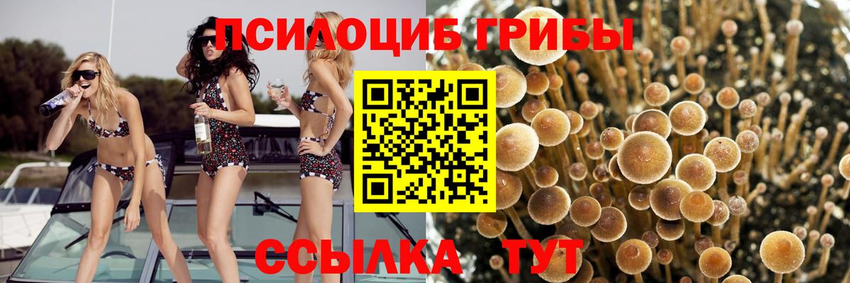 Псилоцибиновые грибы GOLDEN TEACHER  даркнет сайт  Псилоцибиновые грибы Magic Shrooms  Александров  Вход с VPN 